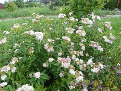 spiraea Genpei