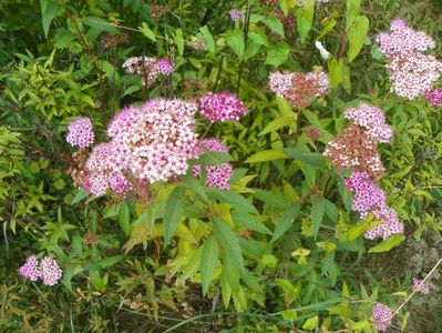 spiraea Crispa