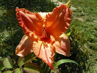 hemerocallis Senegal