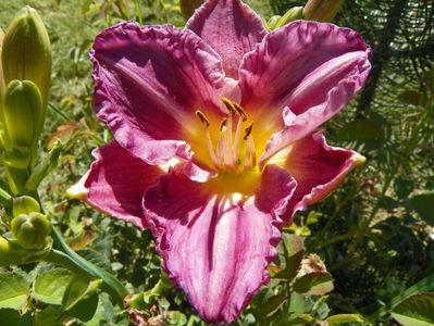 hemerocallis Entrapment