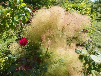 cotinus cogg. Young Lady