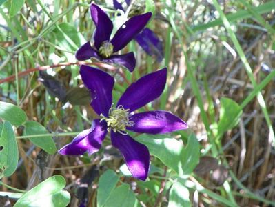 clematis Noora