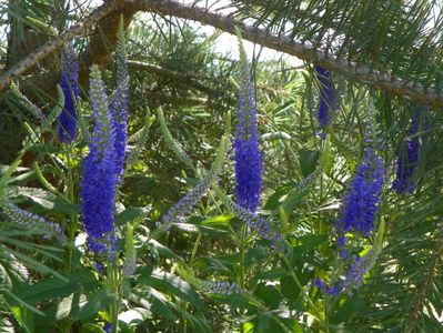 veronica spicata