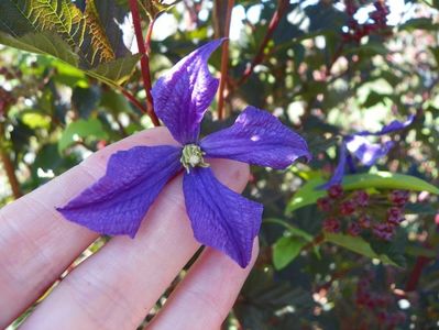 clematis durandii