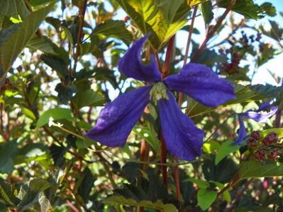 clematis durandii