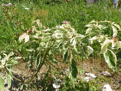 cornus controversa Variegata