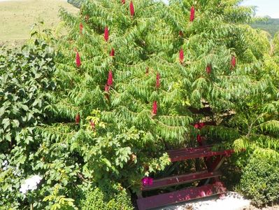 rhus typhina Laciniata