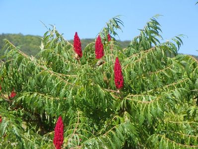 rhus typhina Laciniata