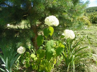 hydrangea arb. Annabell