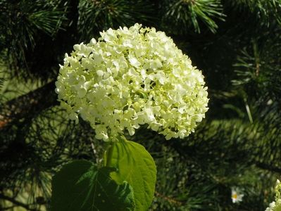 hydrangea arb. Annabell