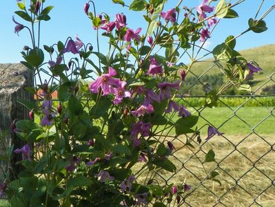 clematis Heather Herschell