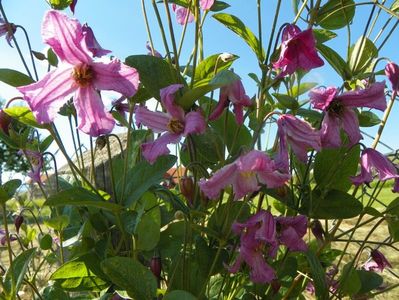 clematis Heather Herschell