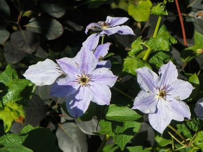 clematis Skyfall