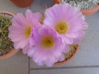 Acanthocalycium spiniflorum