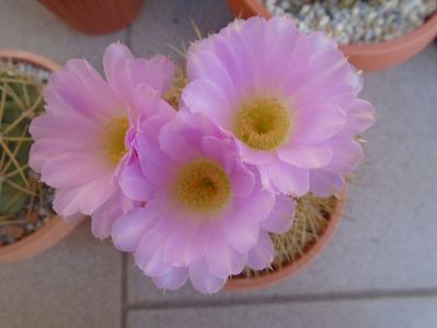 Acanthocalycium spiniflorum