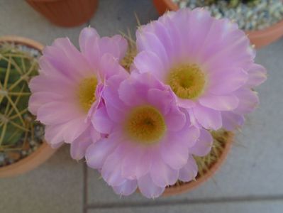 Acanthocalycium spiniflorum