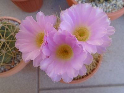 Acanthocalycium spiniflorum