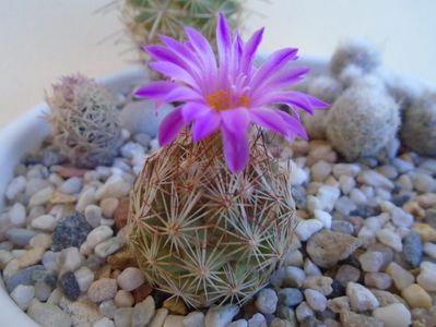 Escobaria hesteri