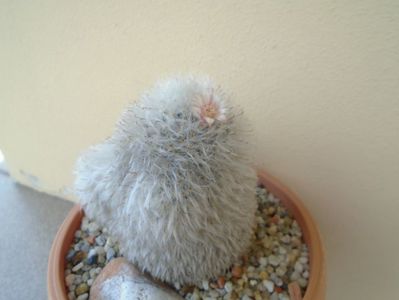 Mammillaria bocasana cv. multilanata