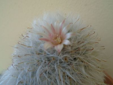 Mammillaria bocasana cv. multilanata