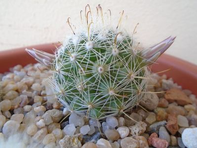 Mammillaria boolii