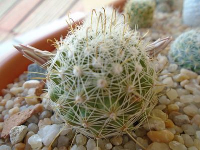 Mammillaria boolii