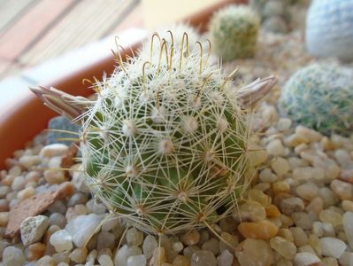 Mammillaria boolii