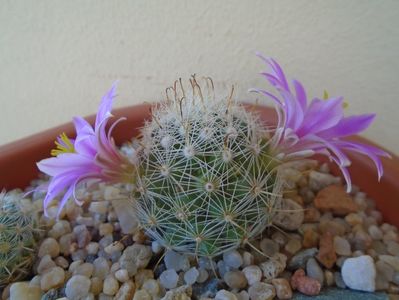 Mammillaria boolii