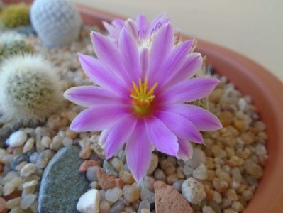 Mammillaria boolii