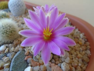 Mammillaria boolii