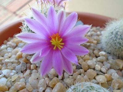 Mammillaria boolii