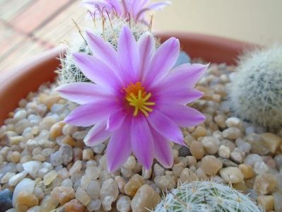 Mammillaria boolii