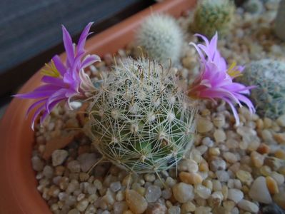 Mammillaria boolii