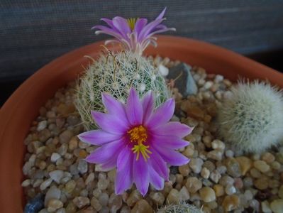 Mammillaria boolii