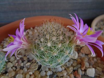 Mammillaria boolii