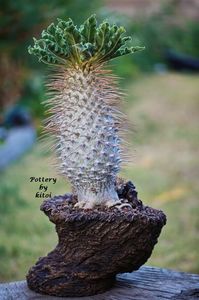 Pachypodium namaquanum