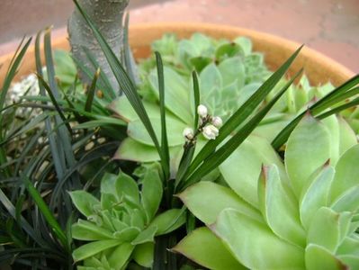 Barba sarpelui (Ophiopogon planiscapus), flori