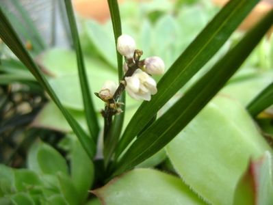 Barba sarpelui (Ophiopogon planiscapus), flori