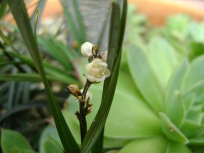 Barba sarpelui (Ophiopogon planiscapus), flori