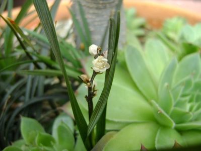 Barba sarpelui (Ophiopogon planiscapus), flori