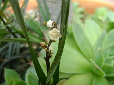 Barba sarpelui (Ophiopogon planiscapus), flori