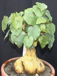 Ficus petiolaris