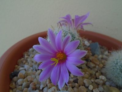 Mammillaria boolii