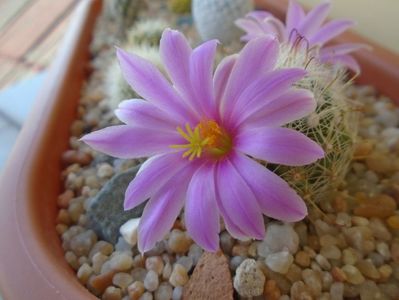 Mammillaria boolii