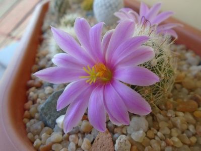 Mammillaria boolii