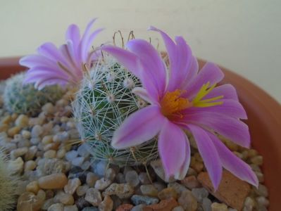 Mammillaria boolii