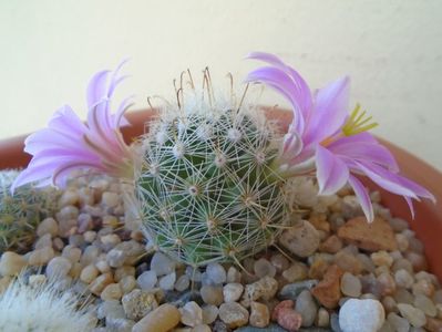 Mammillaria boolii