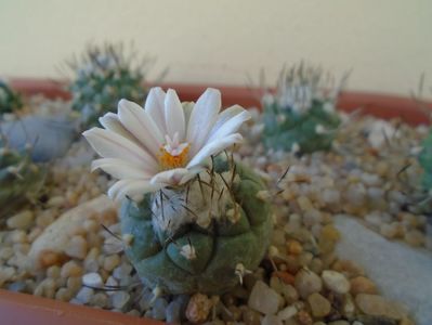 Turbinicarpus hibrid