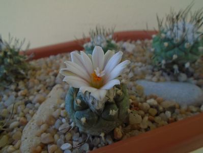 Turbinicarpus hibrid