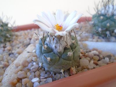 Turbinicarpus hibrid